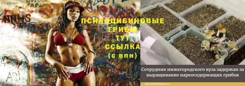 Галлюциногенные грибы MAGIC MUSHROOMS  Заволжье 